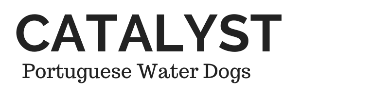 Catalyst Dog