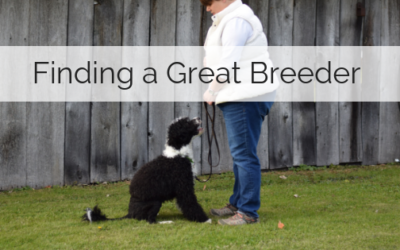 How to find a GREAT Breeder