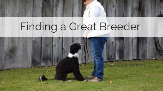 How to find a GREAT Breeder