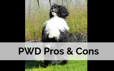 Portuguese Water Dog Pros and Cons