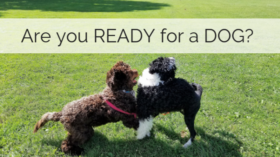 Are you ready for a dog?